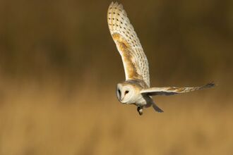 Barn owls | The Wildlife Trust for Lancashire Manchester and North